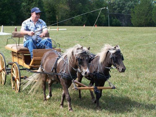 miniature horse buggy for sale